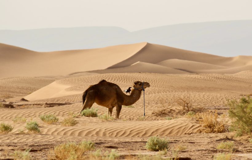 7 Days and 6 Night in Desert Morocco